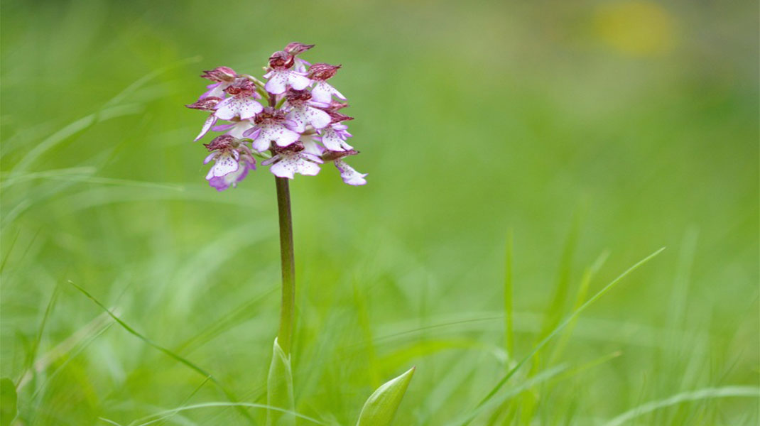 orchidee hieres-sur-amby