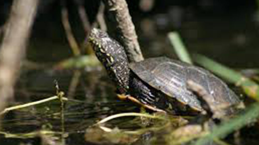 tortue cistude hieres-sur-amby